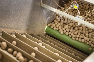 Les baisses de rendement concernent surtout les pommes de terre transformées comme ici pour les chips (archives). KEYSTONE/CHRISTIAN BEUTLER